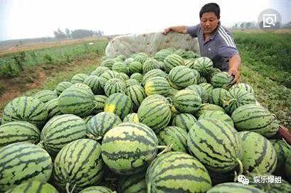 一口吃瓜,夏日清凉无限