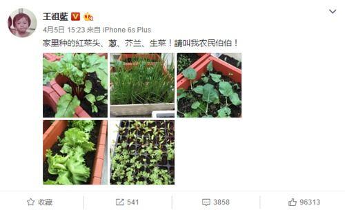 明星自己家种菜视频,自家菜园种植日记