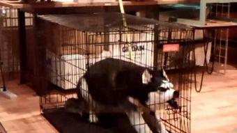 网红哈士奇笼子里,笼中生活揭秘，宠物界的“拆家小能手”