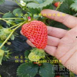 在哪可以买到网红草莓苗,哪里购买正当时？