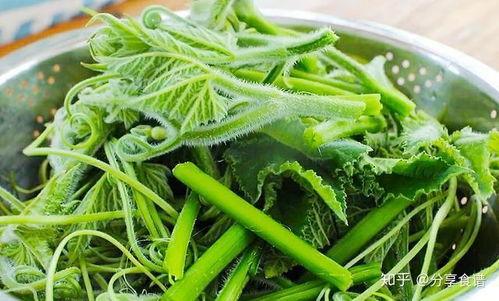 鹏瓜尖可以吃吗,揭秘能否食用的神秘果实