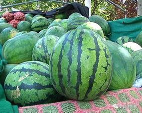 吃七八个瓜,揭秘七八个瓜的神奇魅力