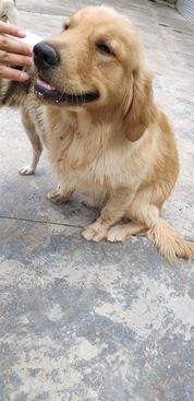 网红金毛a弟什么品种,揭秘金毛犬的优雅与智慧