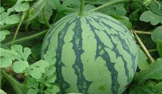 吃瓜的张,吃瓜群众的趣味人生