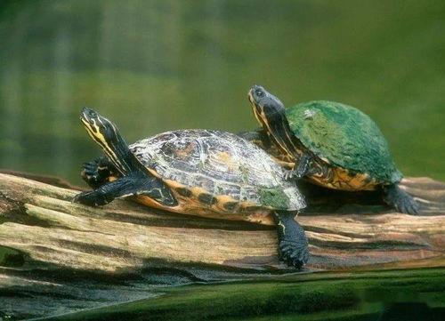 网红乌龟的营养方式,揭秘其独特营养摄取方式