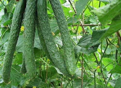 梦见自己的亲人吃瓜,揭秘亲人吃瓜背后的寓意与启示