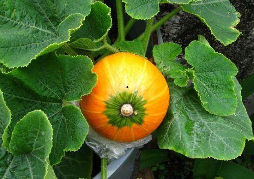 哺乳期吃嫩瓜,营养与健康的双重保障