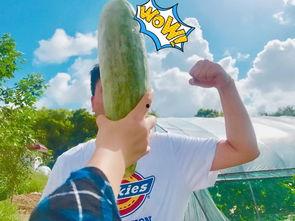 吃瓜提示视频,一场视觉盛宴与真相探寻之旅