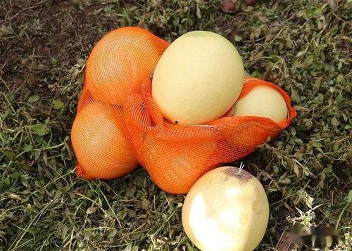 网红柚子动态壁纸,捕捉生活美好瞬间