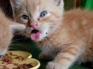 猫咪吃小白瓜没事吧,猫咪食用小白瓜的安全性探讨