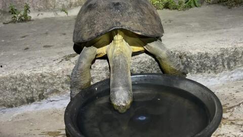 龟子吃哈密瓜,一场意外的美味邂逅